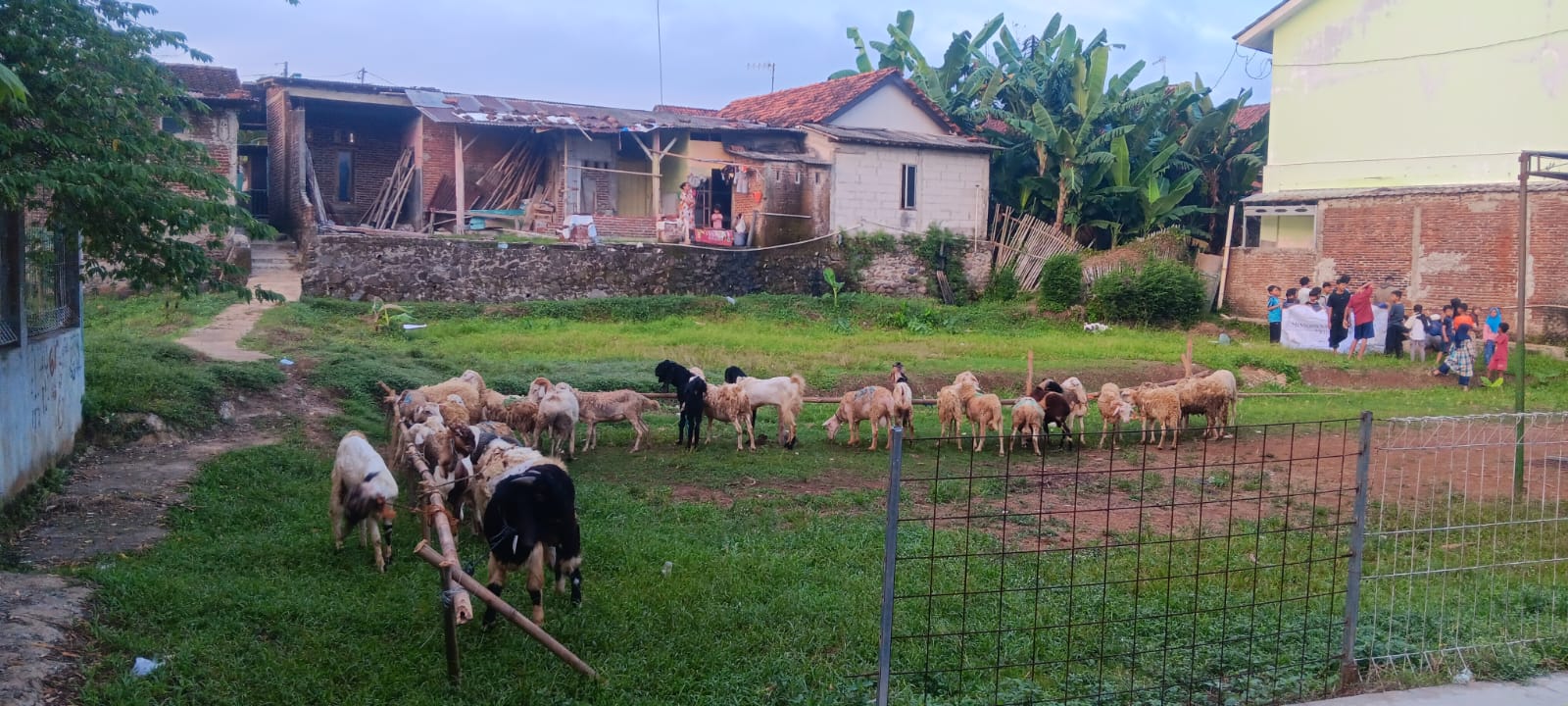 Kambing dan domba qurban di Sekolah Mutiara Hati