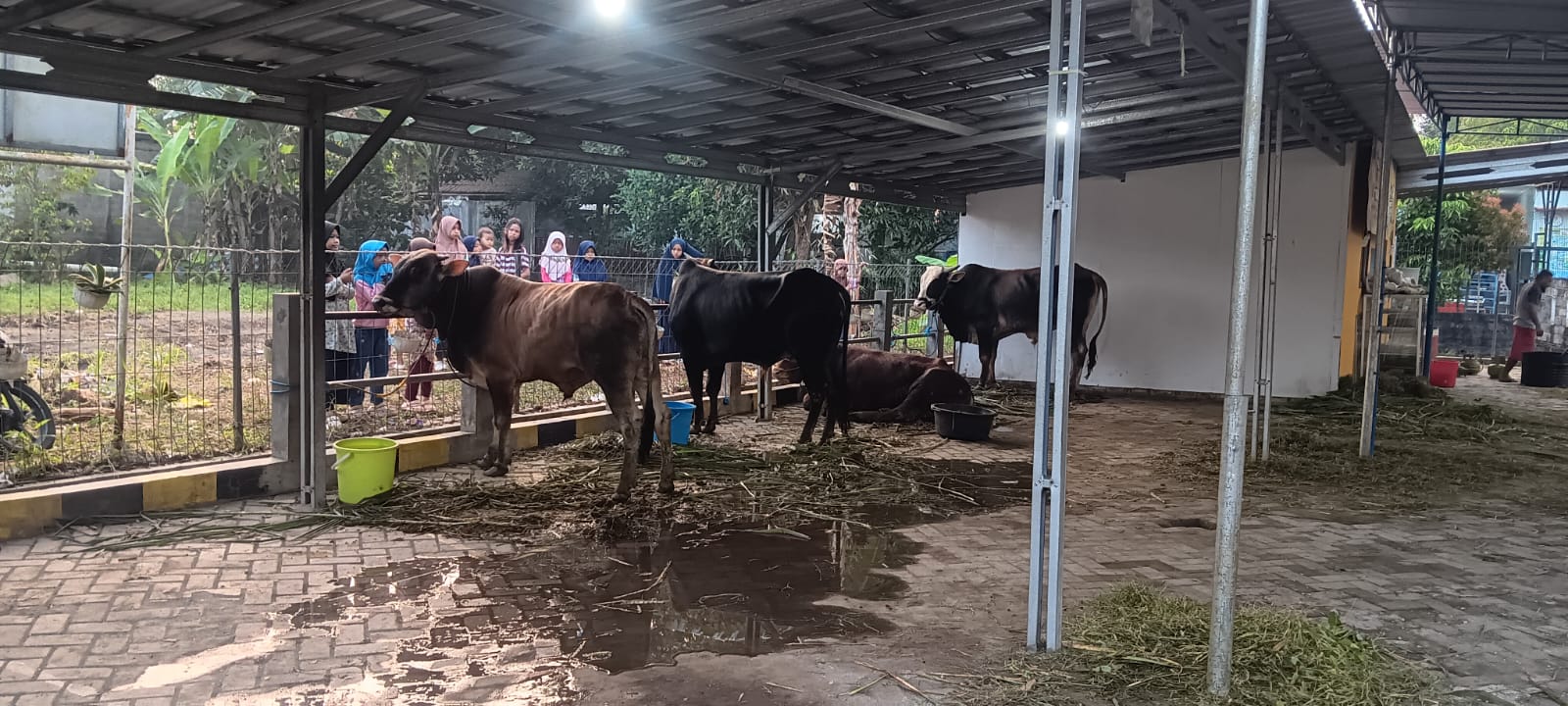 Sapi qurban di Sekolah Mutiara Hati